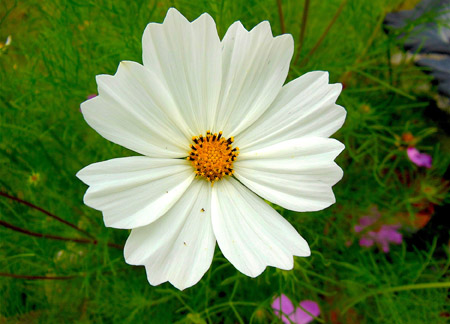 Cosmos in BloomWhite