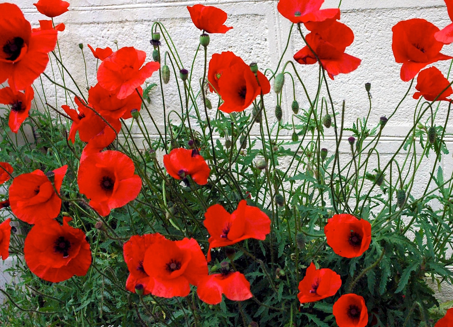 Poppies Popping Against a White Stone Wall