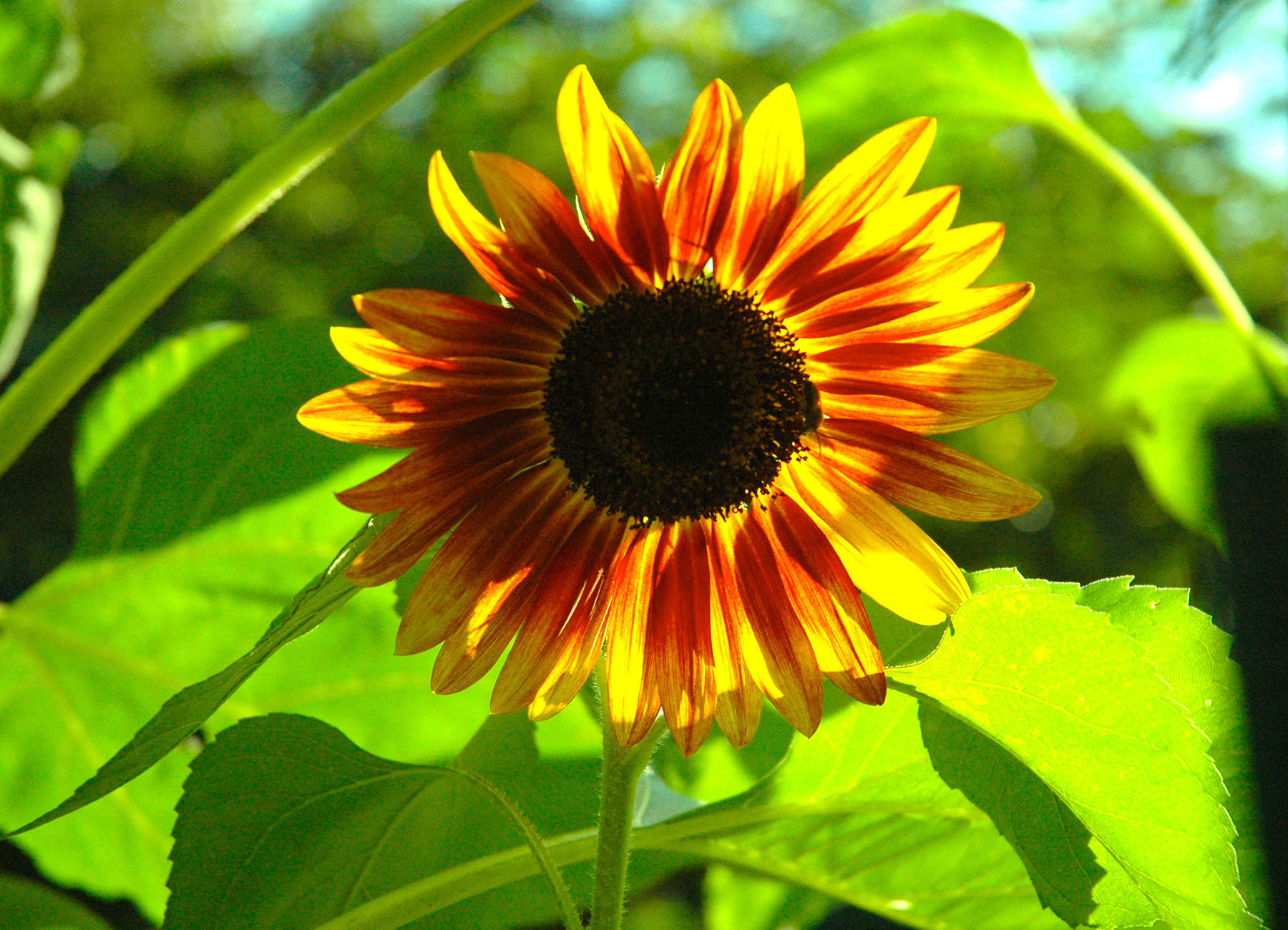 "Stained Glass" Sunflower
