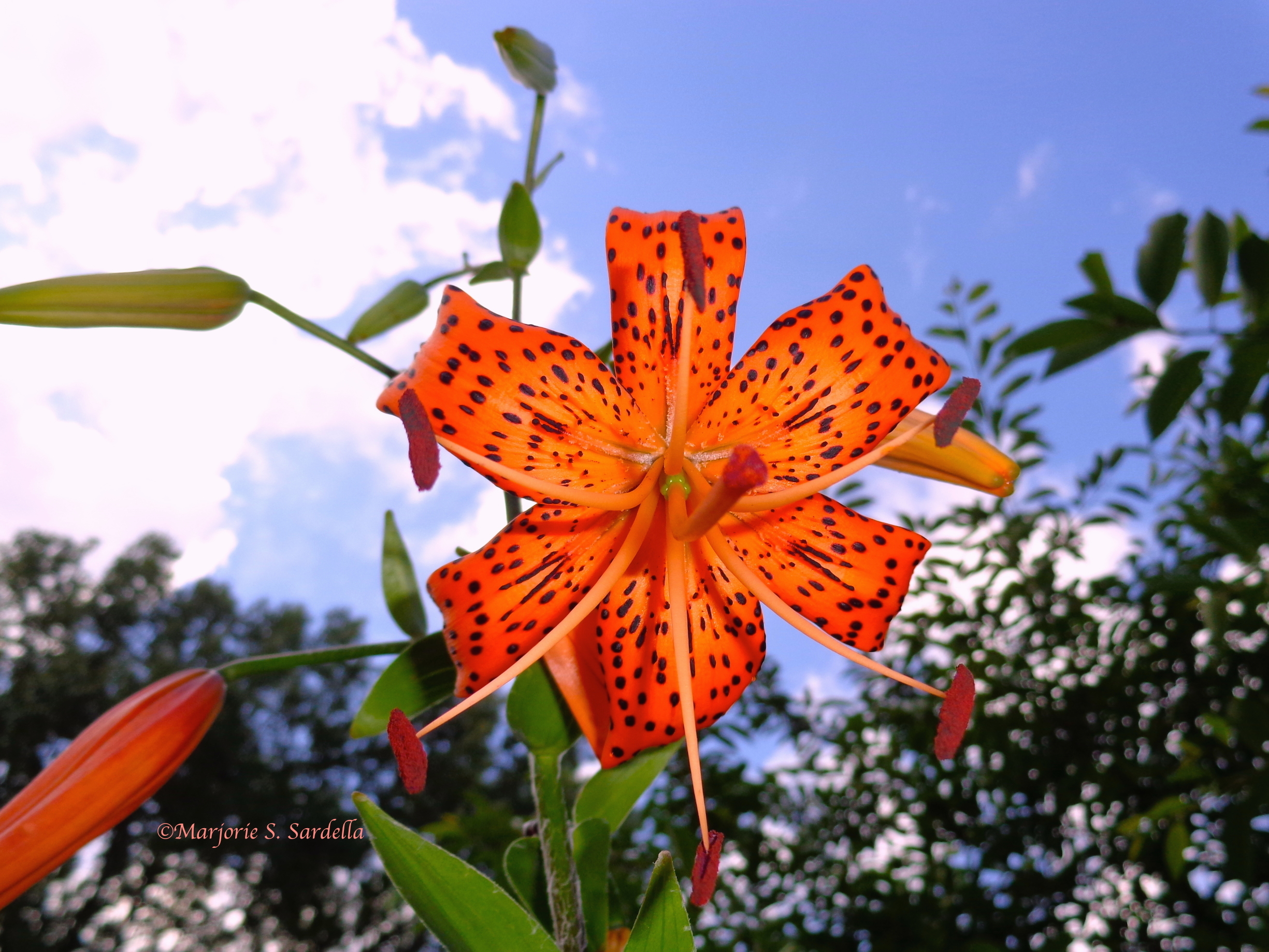 Tiger Lily Sky View