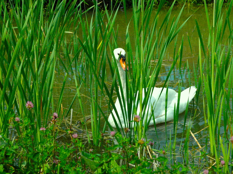 A swan resting peacefully in reeds at Versailles, France